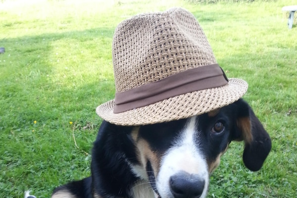 Der Hofhund Kyra ist zu jedem Spass bereit und bewacht den Hof