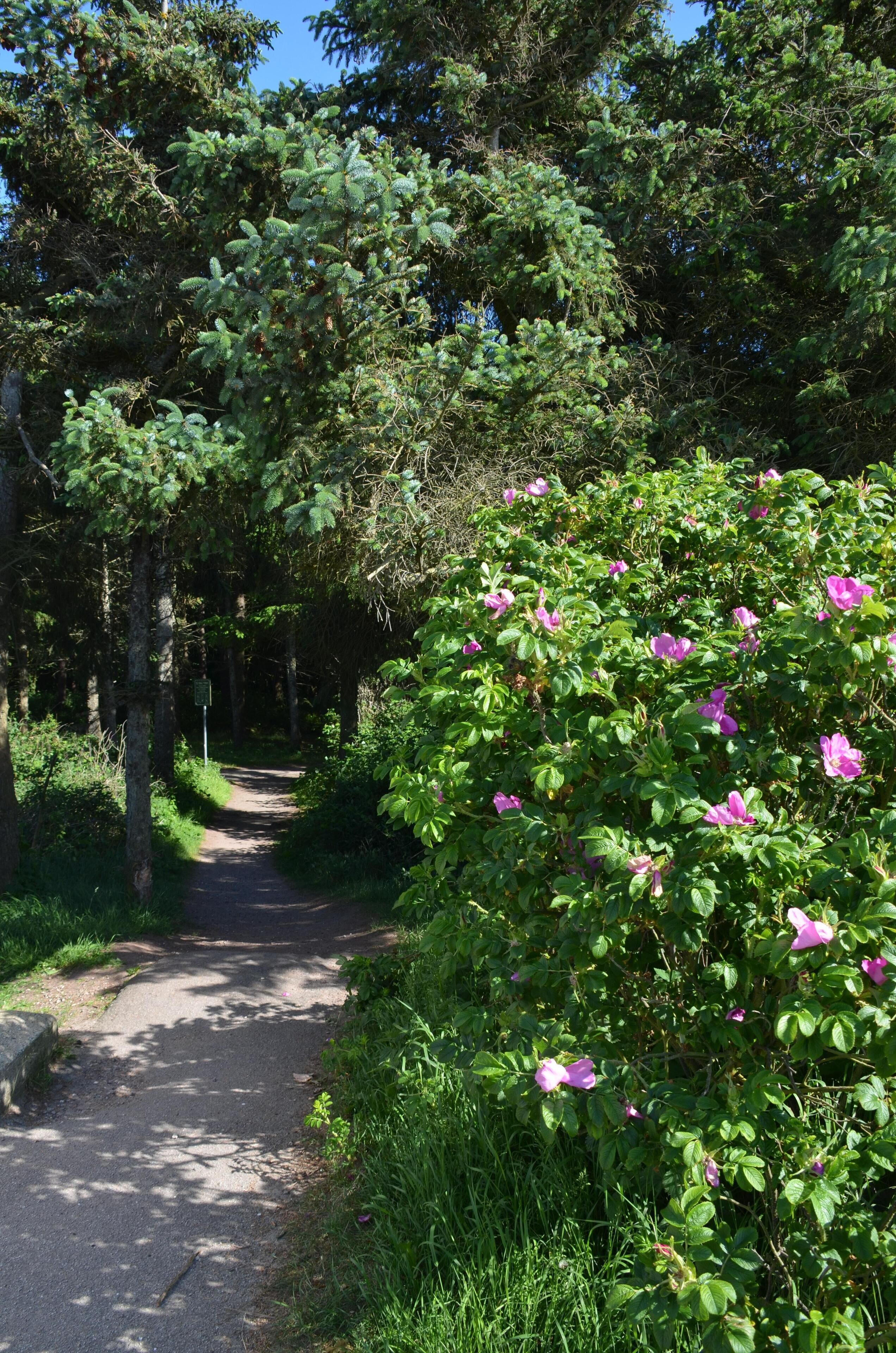 A paved path flanked by dense green foliage and flowering bushes.