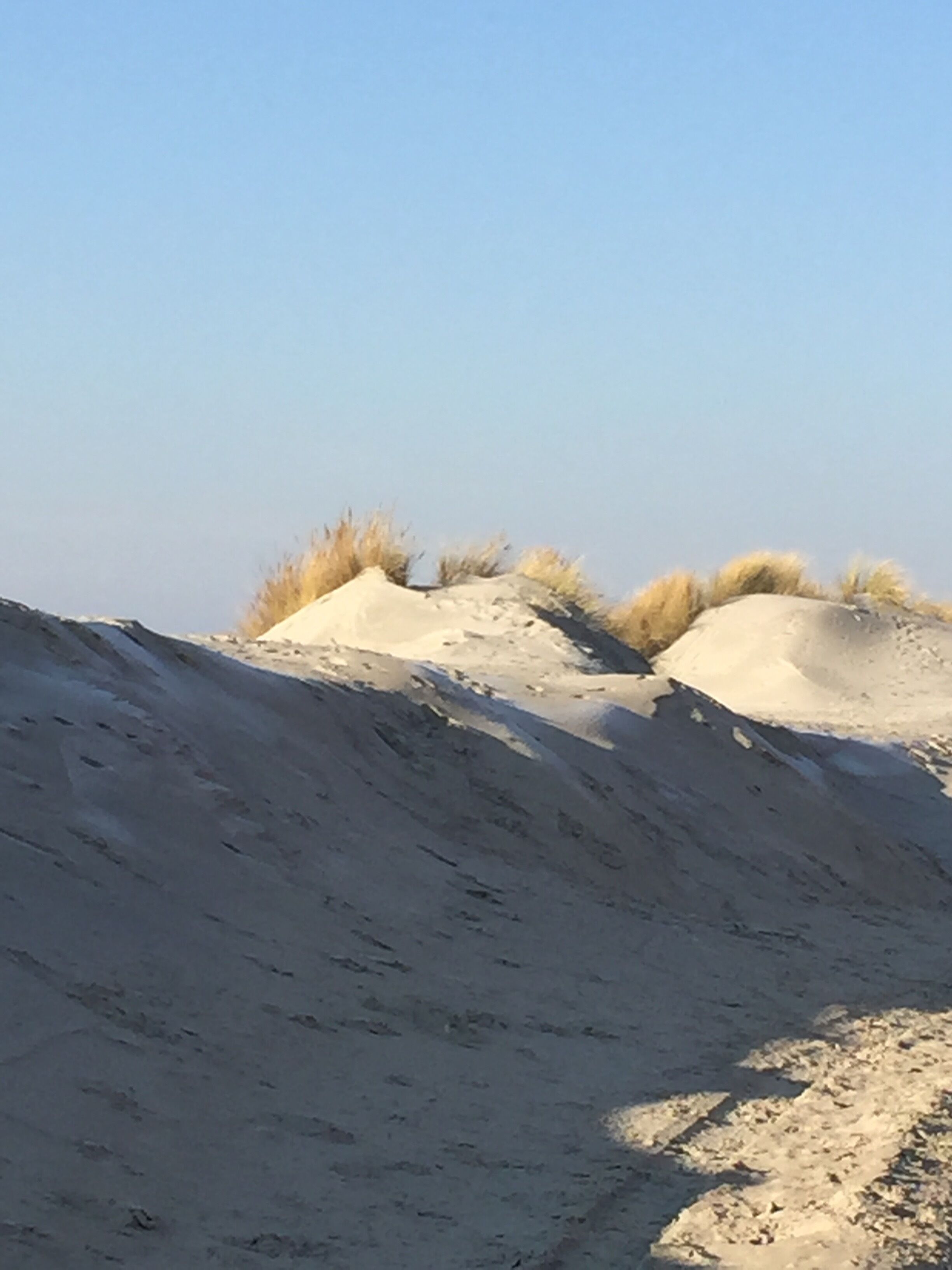 A sandy landscape with dunes and sparse vegetation.