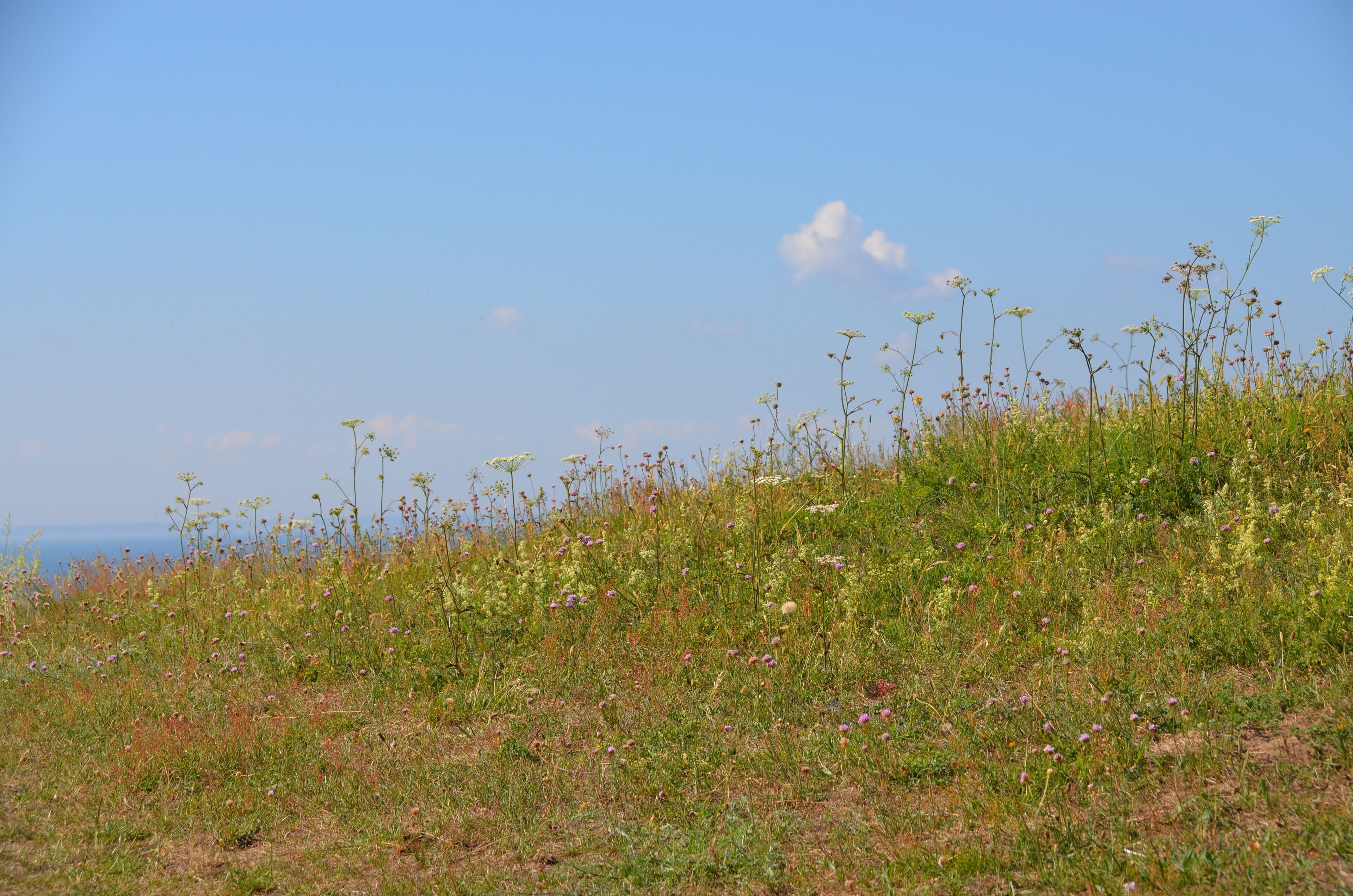 A grassy hill with wildflowers and a clear sky.