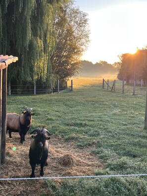 Miscellaneous - Farmhouse near the Baltic Sea (Upahl)