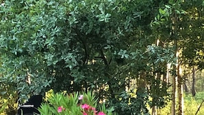A garden with a wooden bench and a potted plant with pink flowers. - Apartment between the Atlantic Ocean, vineyards and "Mirabelle" pine forests (Brach)