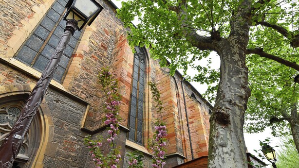 A historic building with a large arched window, a wooden door, and a tree with pink flowers in front. - Beraweka ***, Apartment for 4 to 6 people in the historic center of Colmar - 2 bedrooms, bathroom,... (Colmar)