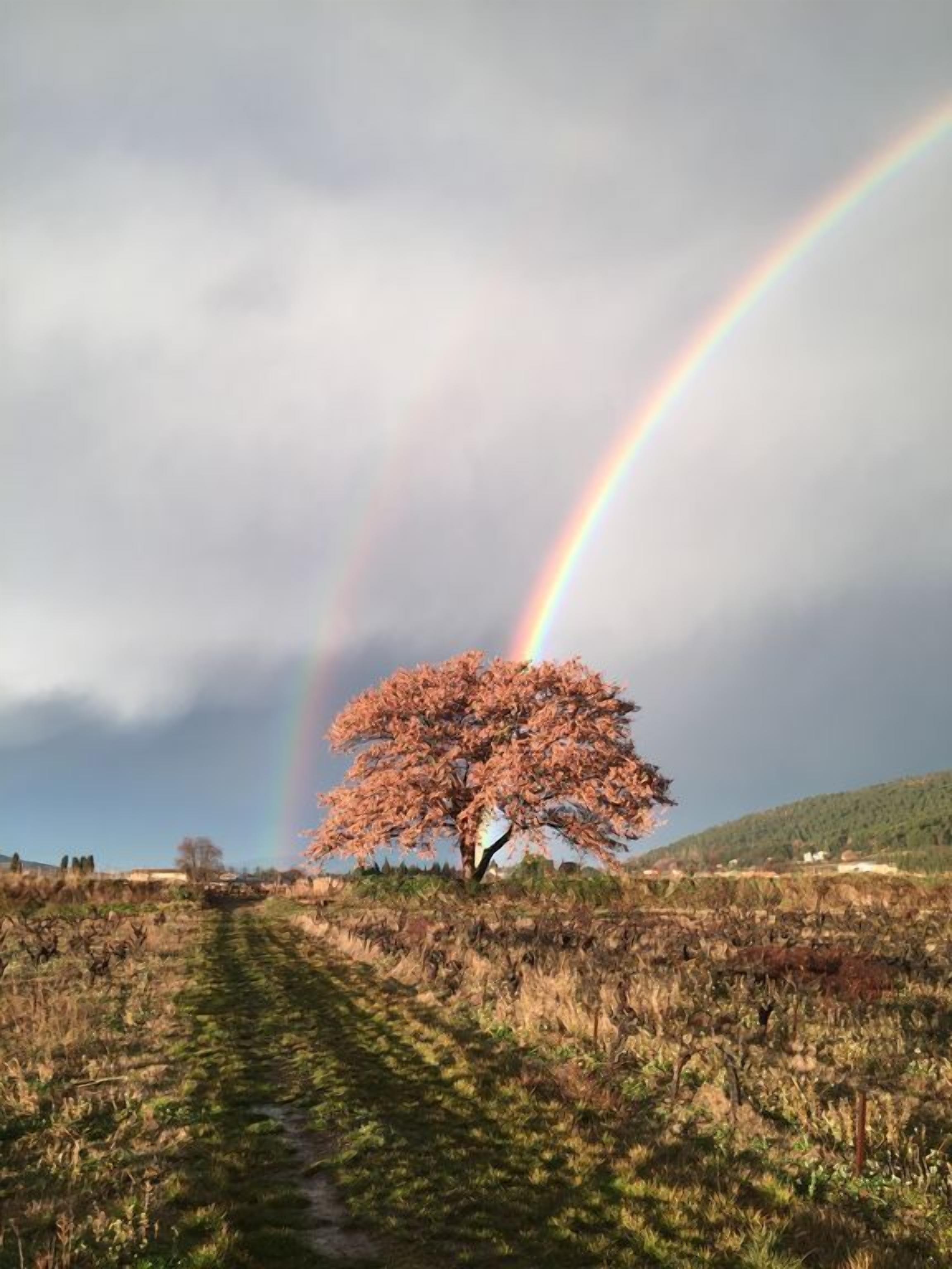 A tree in a field with a rainbow in the background.