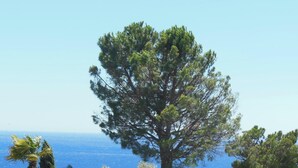 Un paysage côtier avec un arbre imposant et une vue dégagée sur la mer.