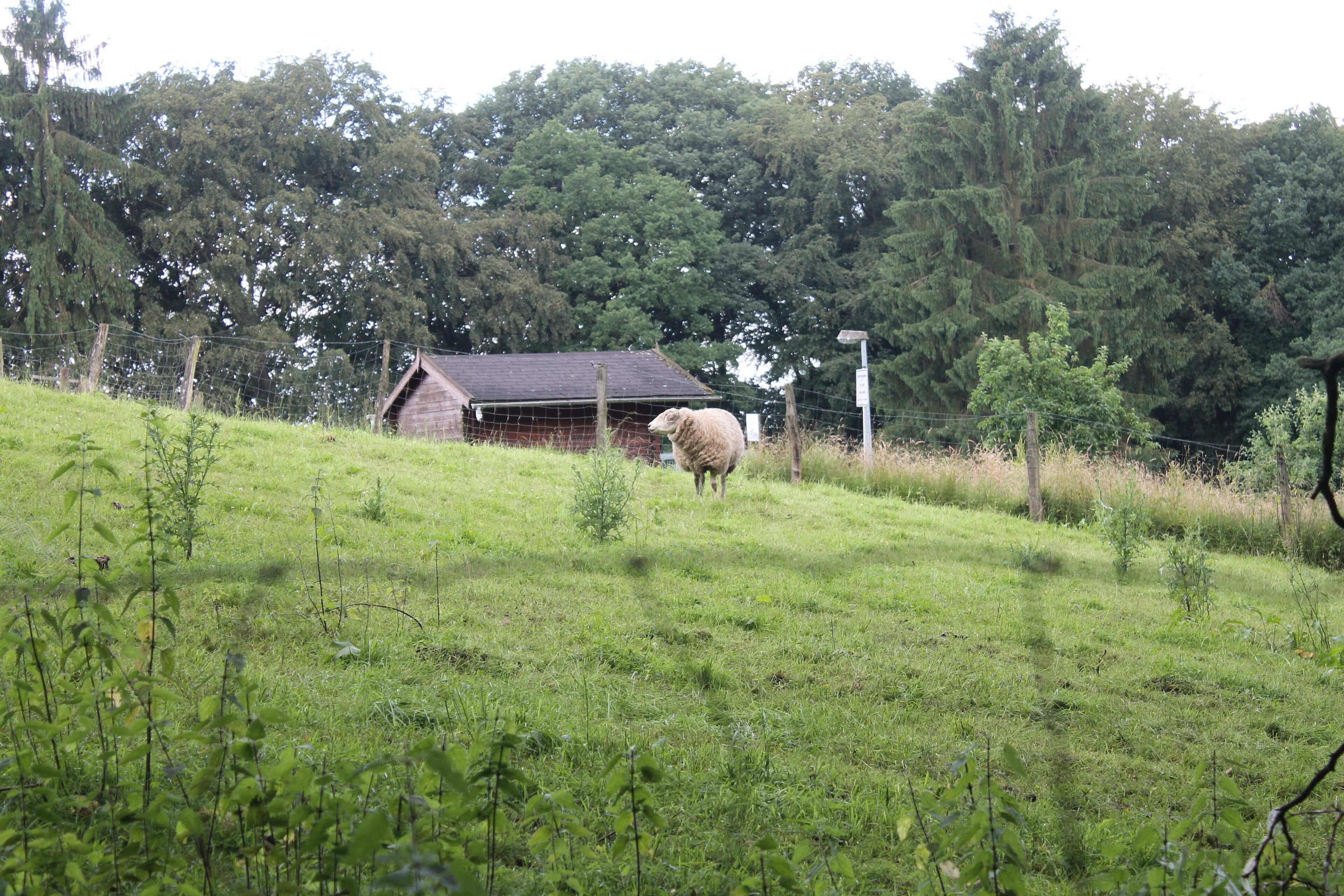 Un paisaje rural con un granero de madera y una oveja pastando en un campo cubierto de hierba.