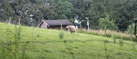 Un paisaje rural con un granero de madera y una oveja pastando en un campo cubierto de hierba.