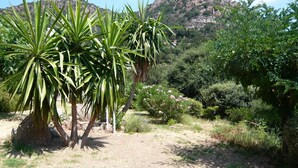 A natural landscape with a variety of plants and a mountain in the background.