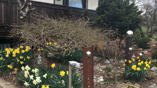 Een tuin met gele en witte bloemen, een metalen hek en een huis met pannendak.