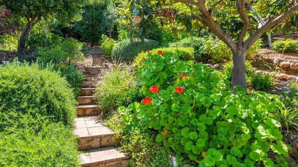 A garden with a stone staircase surrounded by lush greenery and flowering plants. - Typical white Andalusian house in the heart of PUEBLO, with swimming pool and jacuzzi (Alhaurín el Grande)