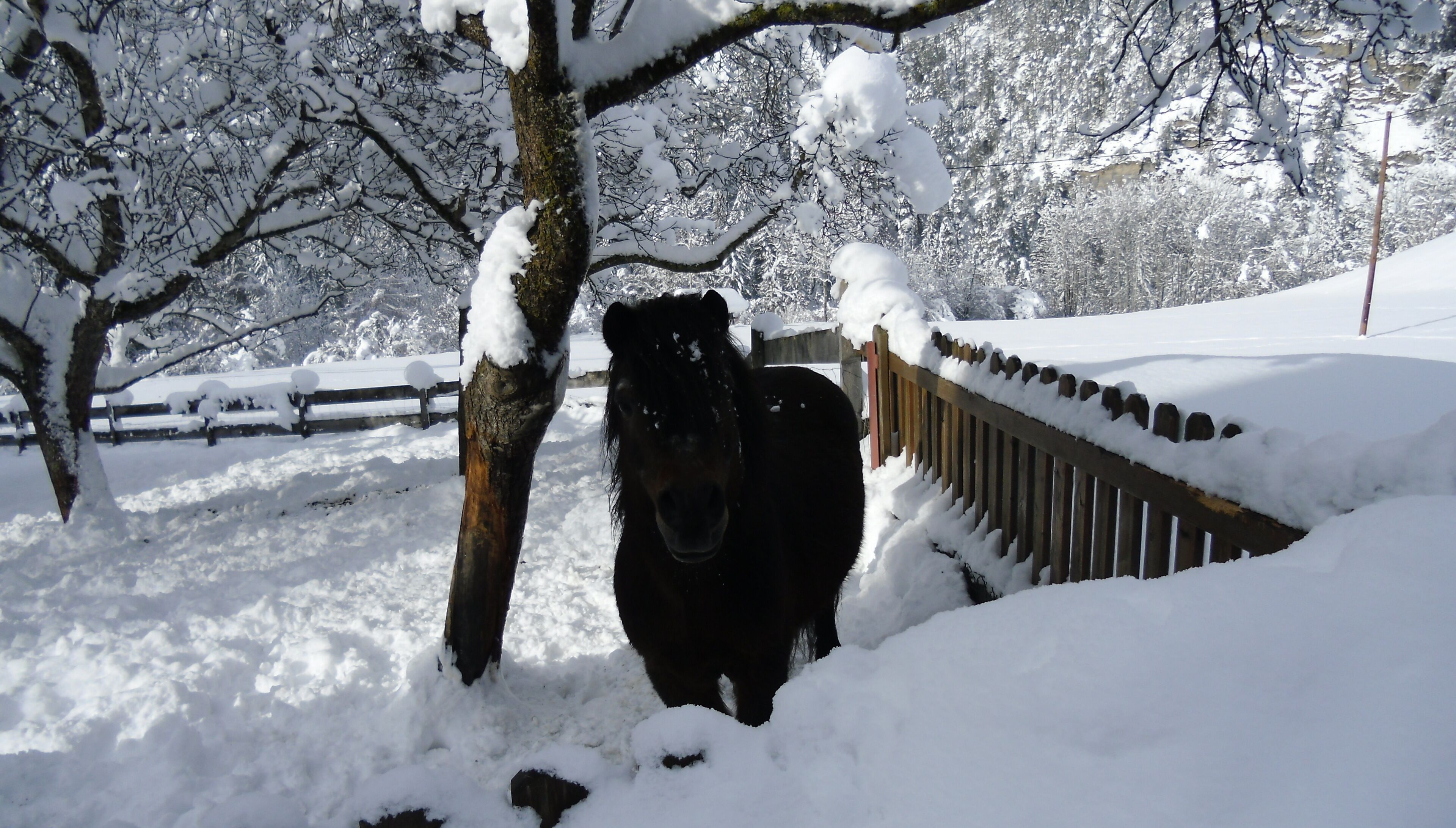 Willi in winter