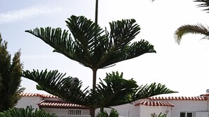 A cactus plant with a tall, slender trunk and multiple branches with green, spiky leaves.