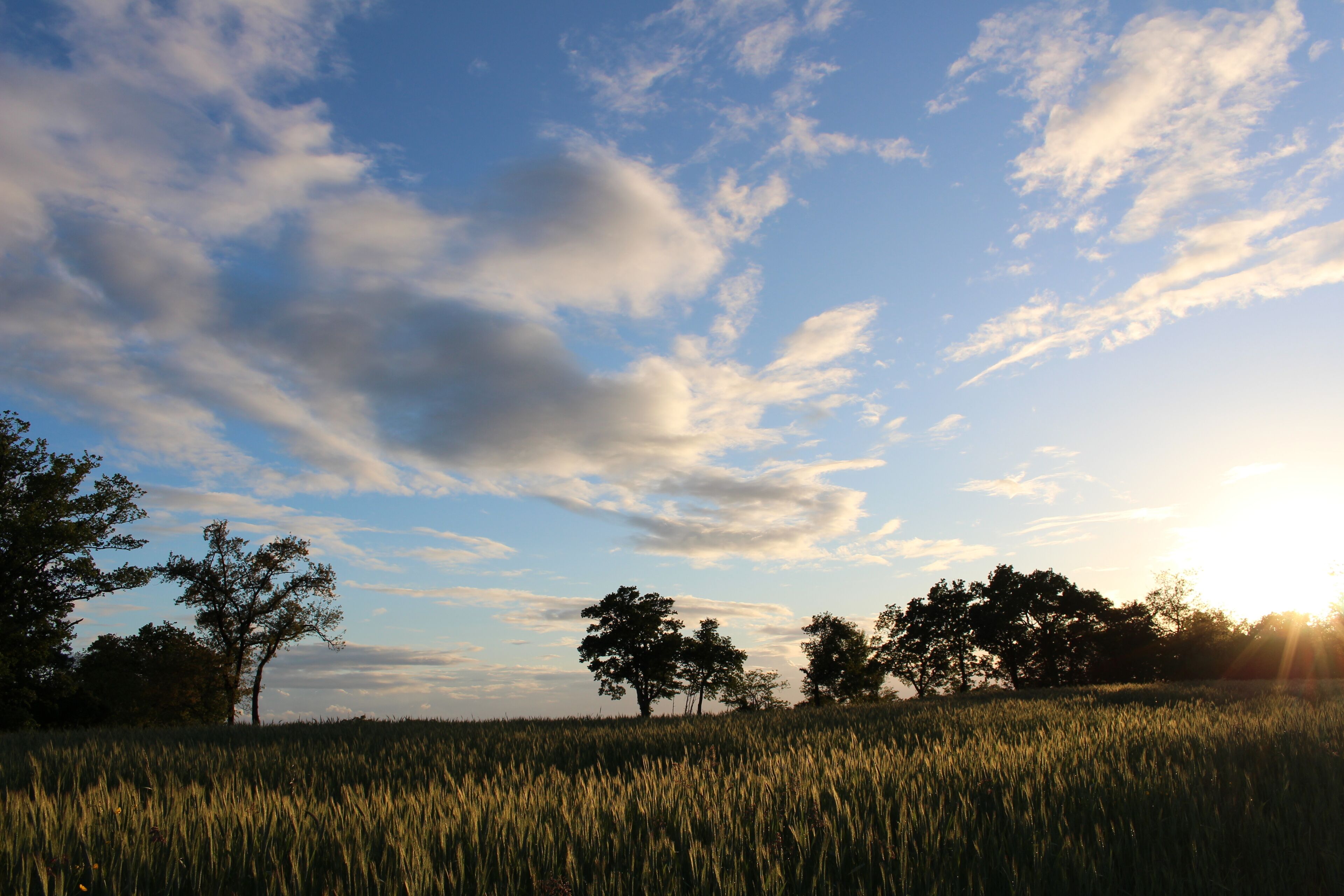 Ein Feld mit Bäumen und blauem Himmel.
