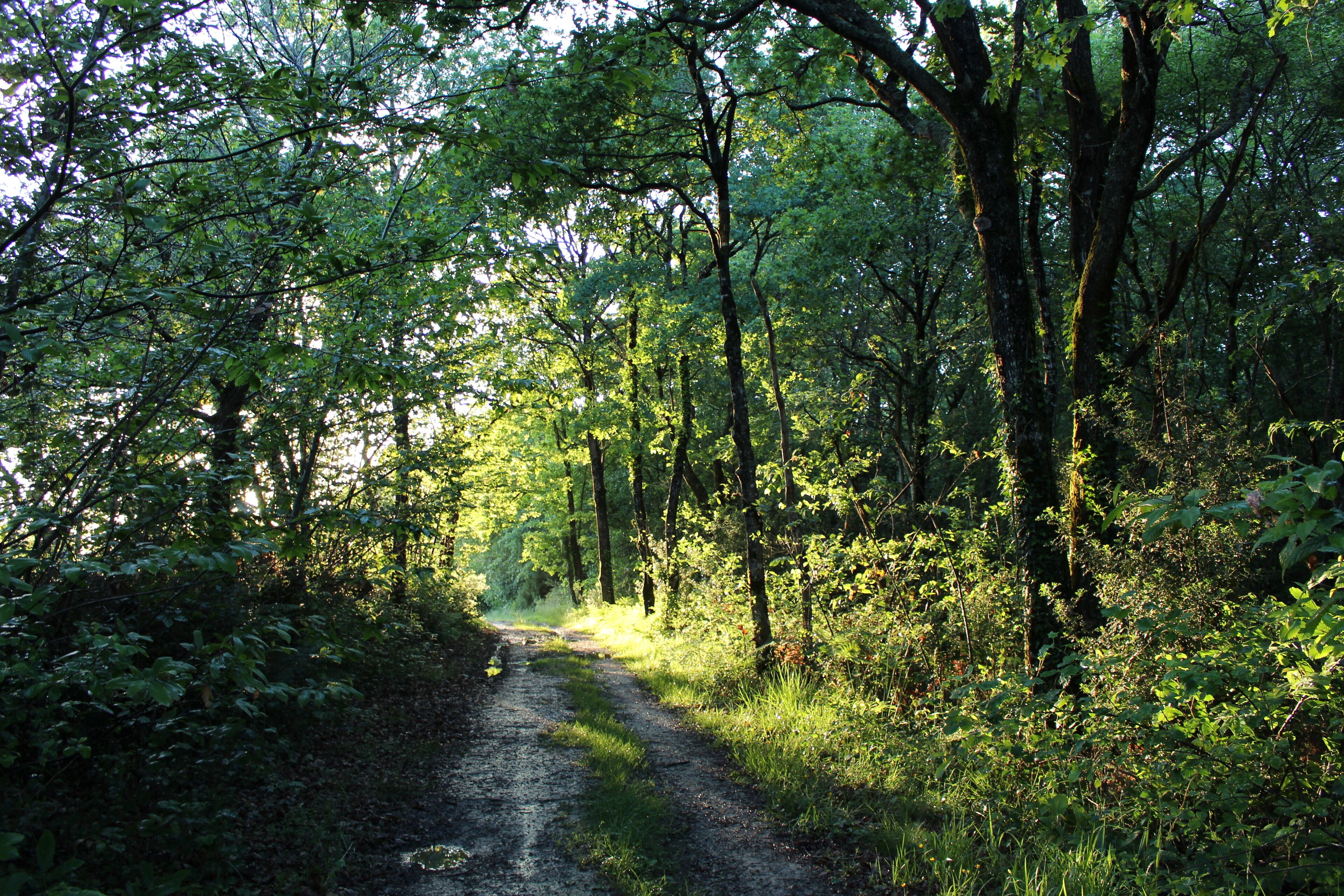 Un sentier forestier bordé d’arbres denses et d’une végétation luxuriante.