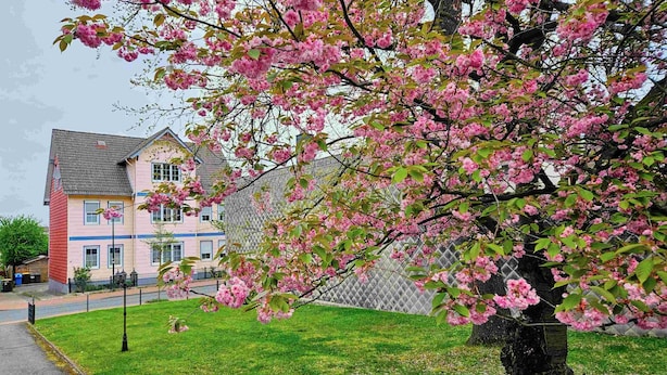 A residential area with a pink house, a tree with pink blossoms, and a fence.