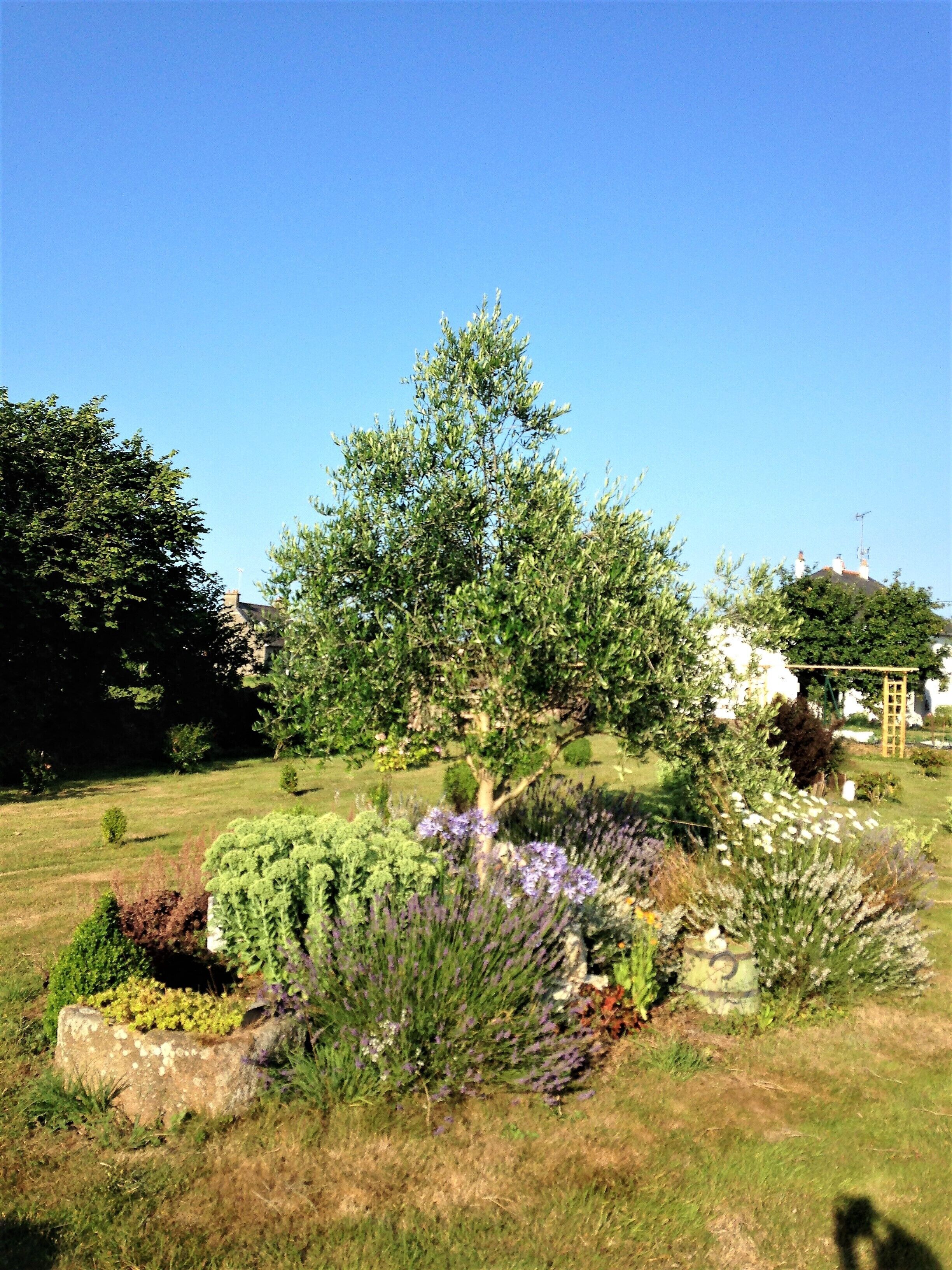 Un jardin agrémenté de diverses plantes et d’une pergola en bois.