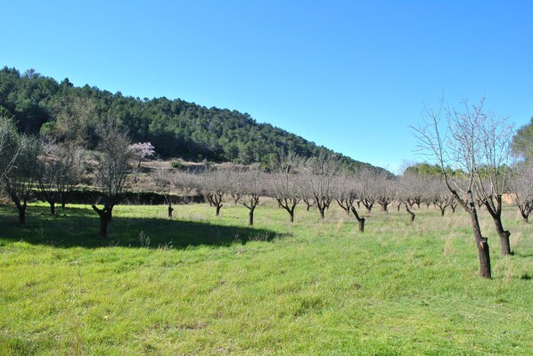 Viñedo con filas de árboles y una colina al fondo.