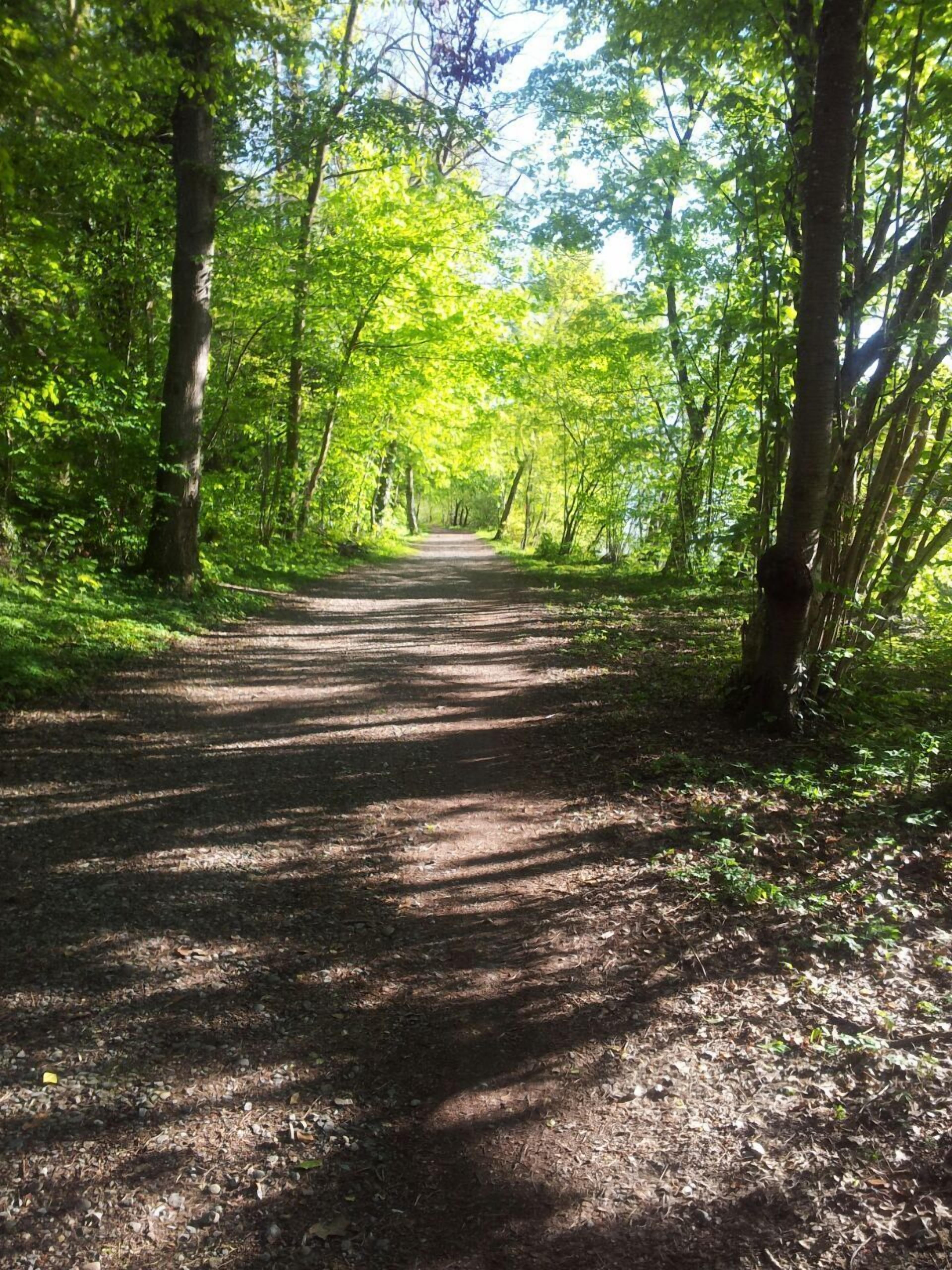 Un sendero forestal bordeado de árboles.
