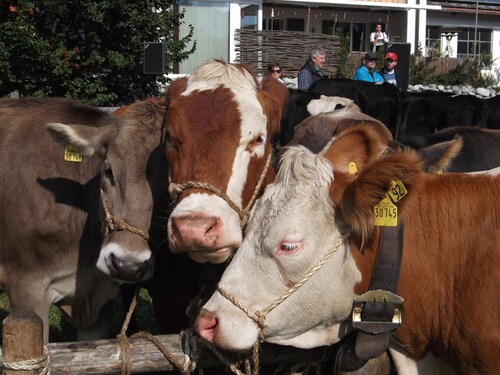 Modern vacation apartment, 2 pers., indoor pool, on the ground floor