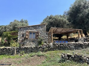 Exterior - Caseddu charming, small typical Corsican sheep (Sartène)