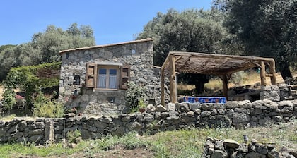 Caseddu pequeño y encantador ovejas corso, típico