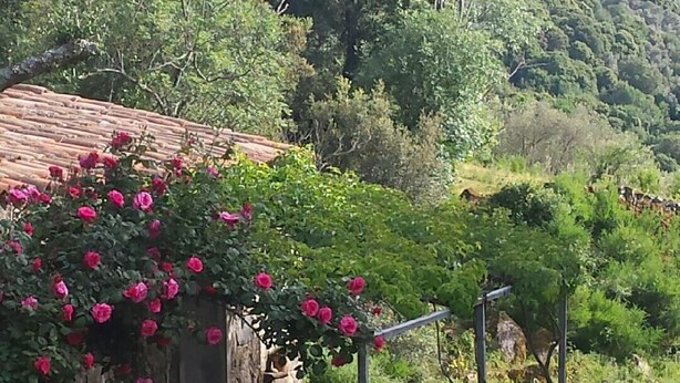 A rustic stone building with a wooden table and benches, surrounded by greenery and a hillside view. - Caseddu charming, small typical Corsican sheep (Sartène)