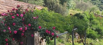 Caseddu charming, small typical Corsican sheep