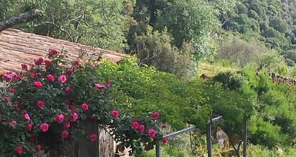 Caseddu kleine, charmante typisch korsischen Schafe