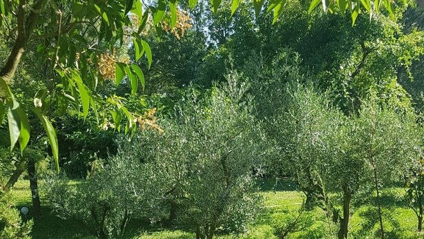 Un jardin luxuriant, avec une variété d’arbres et d’arbustes, une pelouse bien entretenue et un ciel dégagé.