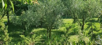 LES PALMIERS: Beautiful, peaceful setting in a Camargue hamlet 
