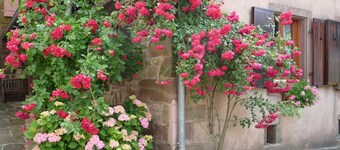 Casale restaurato con cura in un bosco, ambiente rurale