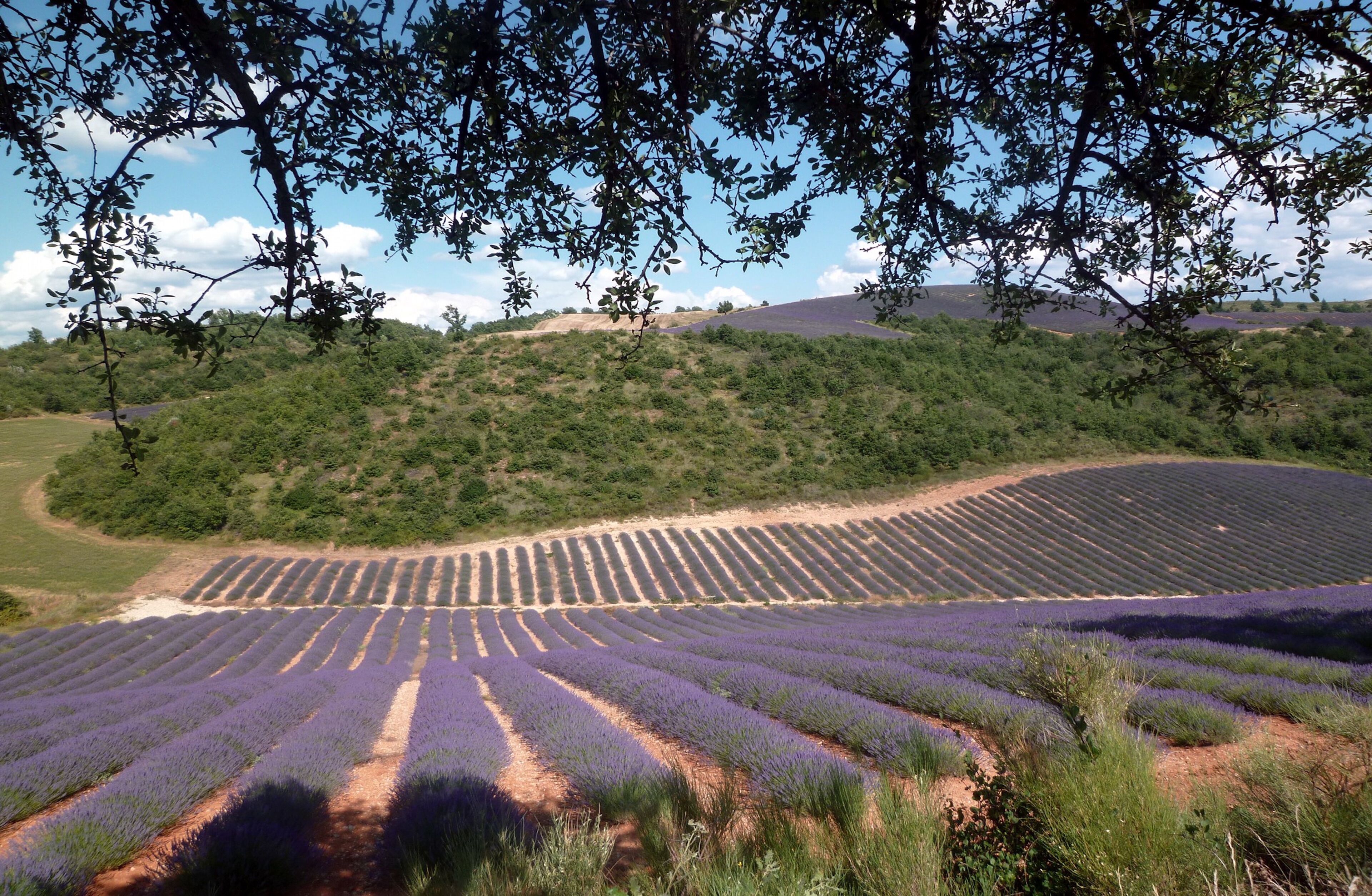 Un champ de lavande avec des rangées de plants de lavande.