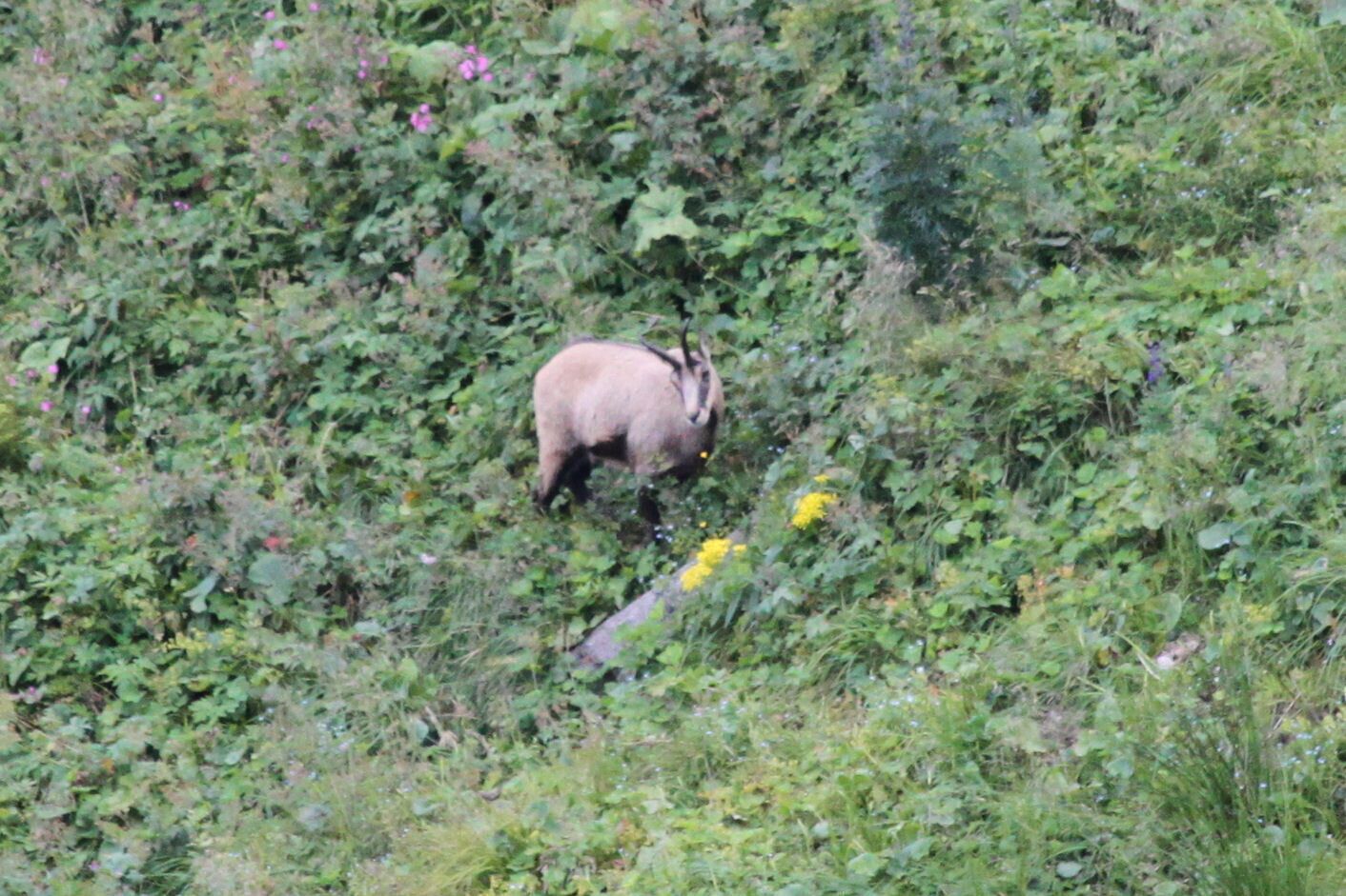 A bear in a natural, green environment with dense foliage and yellow flowers.