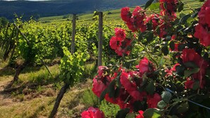 Viñedo con hileras de vides y rosas rojas en primer plano.