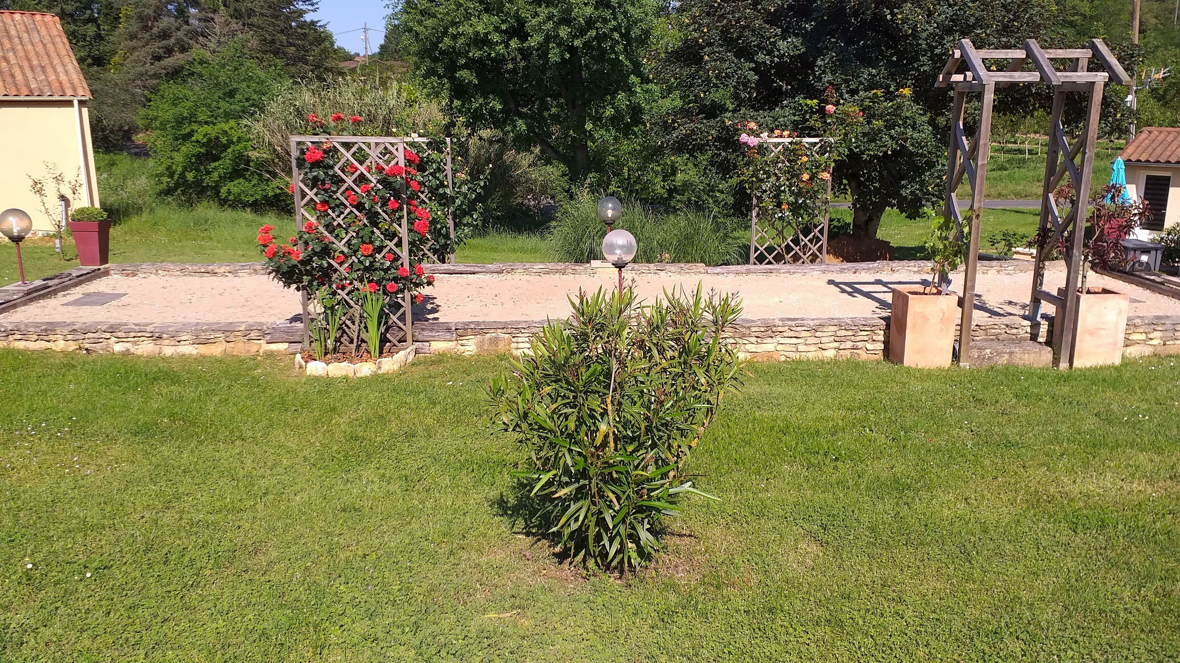 A garden with a wooden pergola, a rose bush, and a small bush.