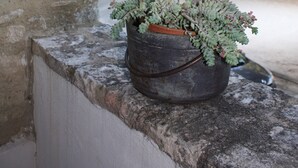Une plante en pot, posée sur un rebord de pierre, avec en arrière-plan une église et des arbres.