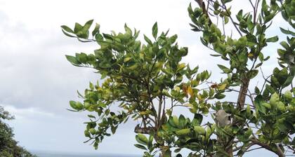 Caribbean bungalow, fountain of youth ...