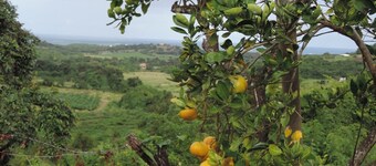 カリブ海のバンガロー、若者の噴水...