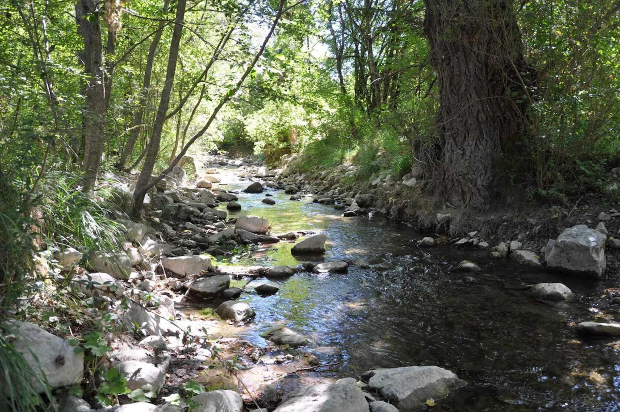 Un arroyo rodeado de árboles y rocas.