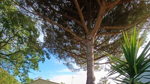 A house with a large tree in front, a lawn, and a patio area with a lounge chair.