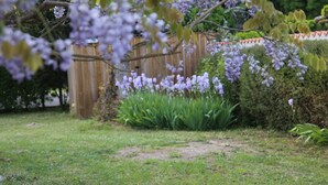A garden with purple flowers, a wooden fence, and green plants.