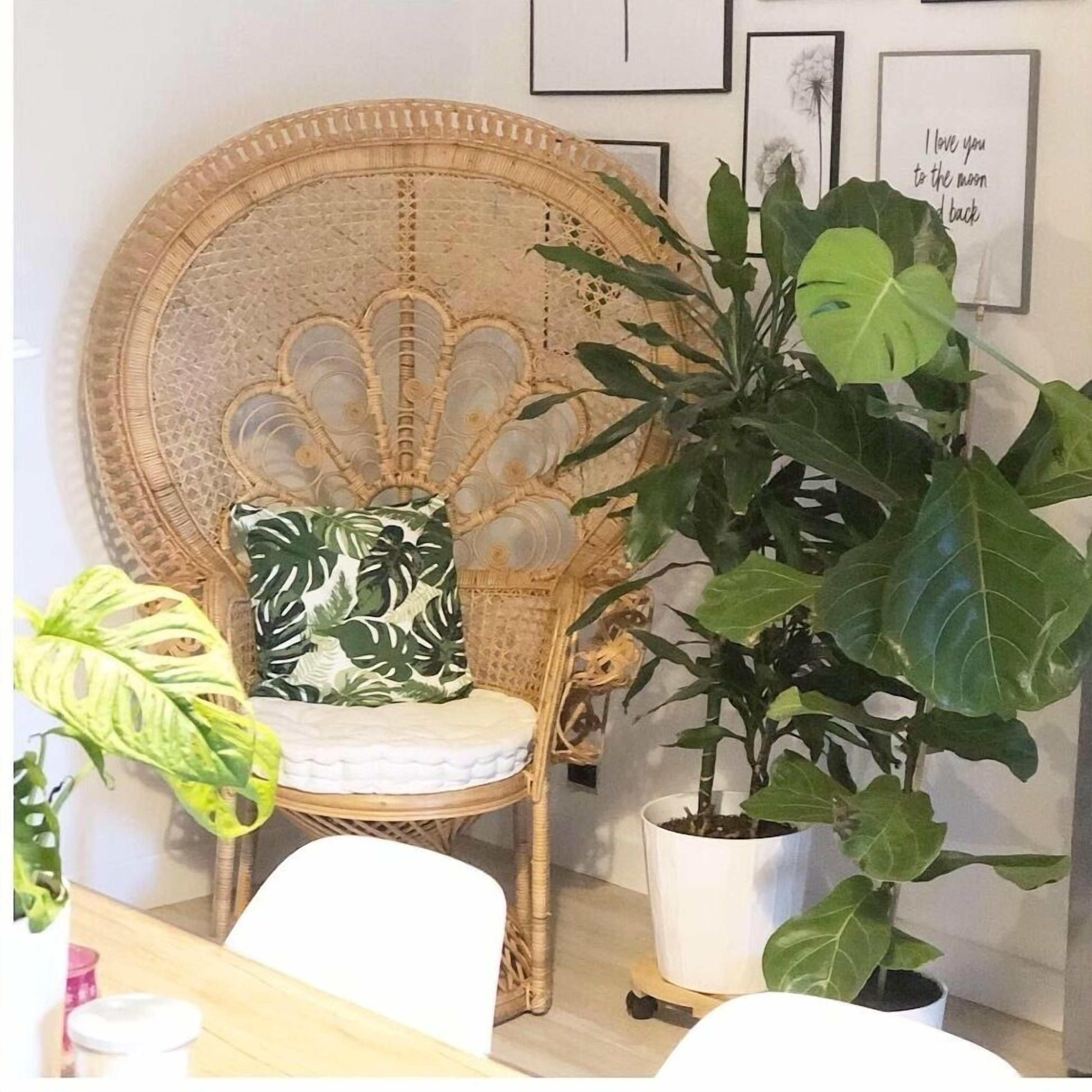 A room with a rattan chair, a large potted plant, and a wall with framed pictures.