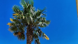 A rooftop garden with a palm tree, flowering plants, and a tiled floor. - Small country house in the heart of the vineyards DU (Fronton)