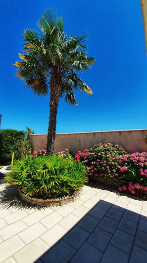 Property grounds - Small country house in the heart of the vineyards DU (Fronton)