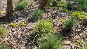 A garden with trees, grass, and various plants. - Warm house in the heart of a forest, close to shopping and beaches (Fouesnant)