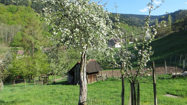 Paesaggio rurale con un albero in fiore, una casa di legno e un'area recintata.