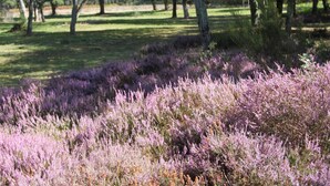 Un campo de brezo púrpura con árboles al fondo.