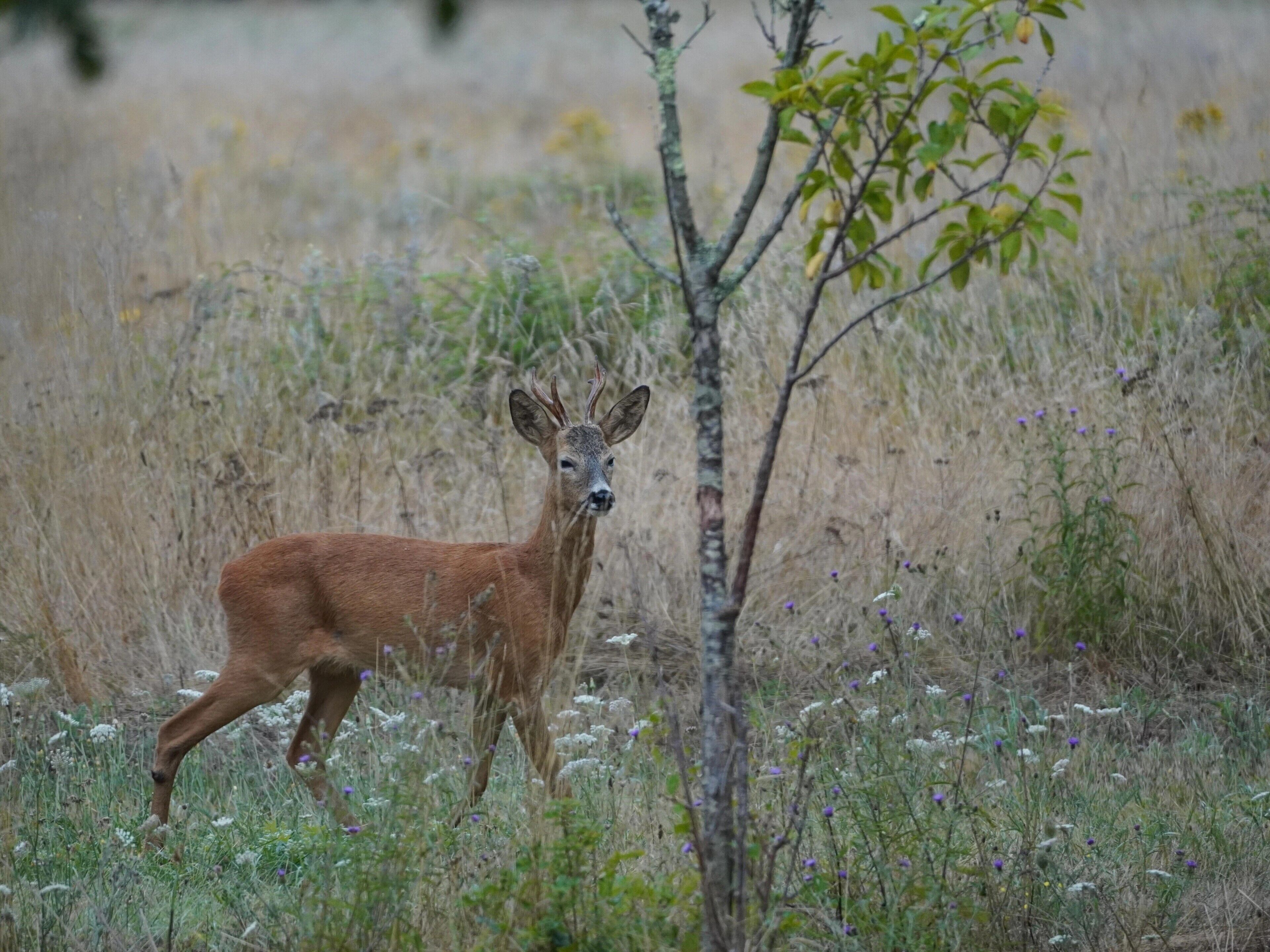 A deer in a natural setting with dry grass and sparse vegetation.