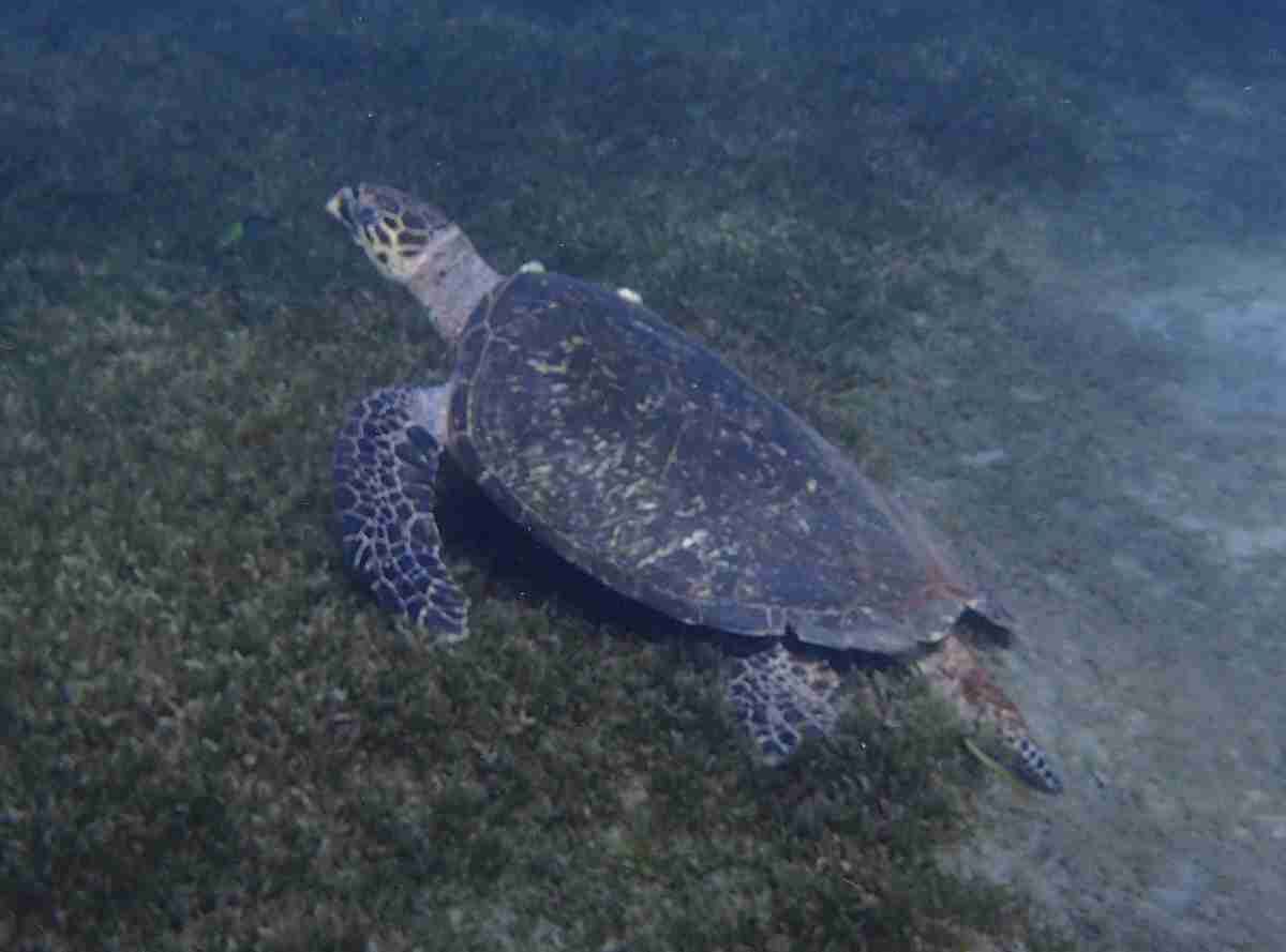 Eine Schildkröte schwimmt in klarem Wasser.