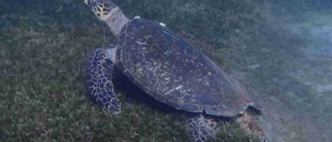 Eine Schildkröte schwimmt in klarem Wasser.